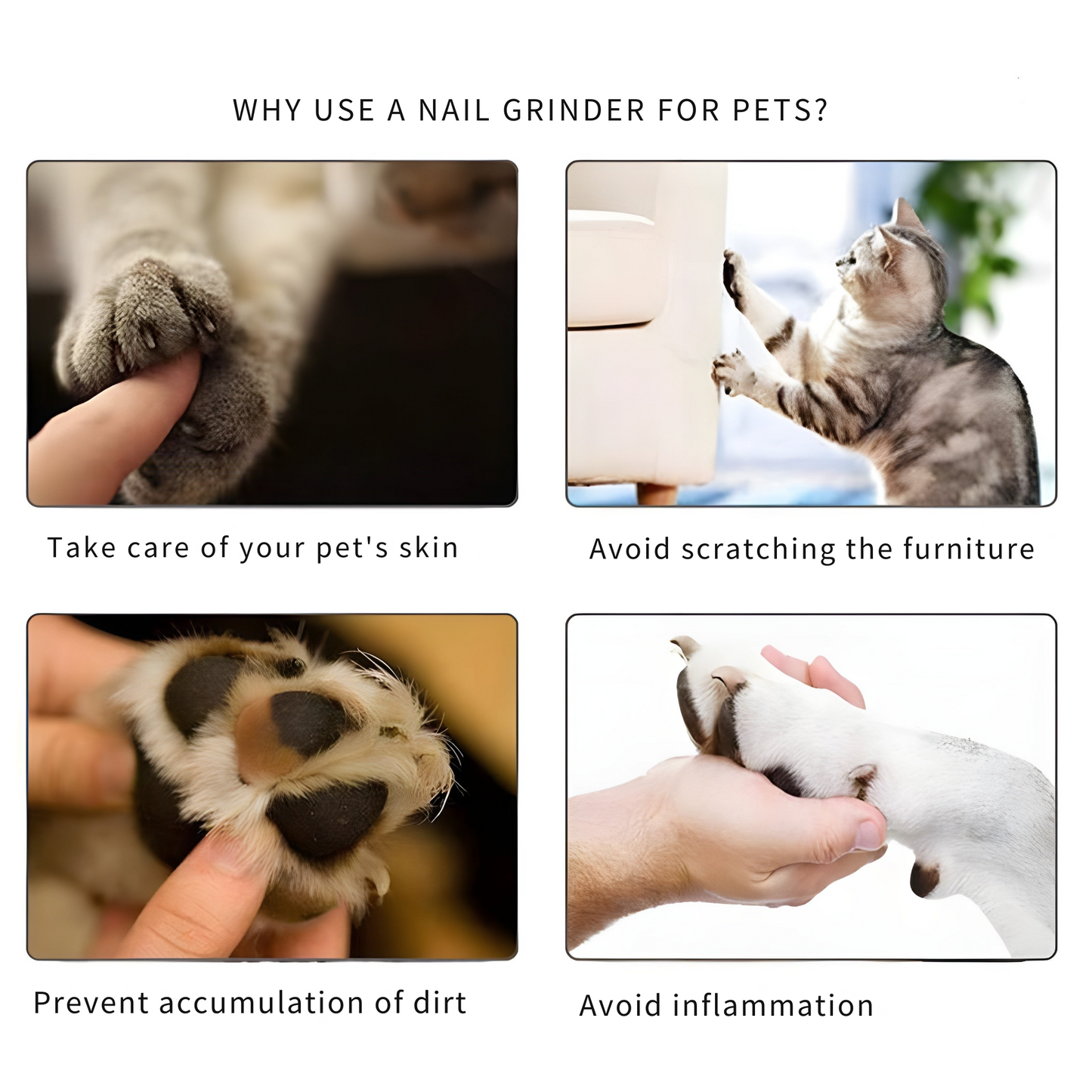 Lime à ongles sans stress pour votre animal